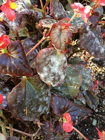 powdery-mildew-solutions